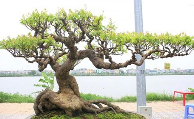 Trong số những loại cây cảnh được giới nhà giàu Việt ưa chuộng, có không ít cây có giá hơn 1 tỷ đồng.
