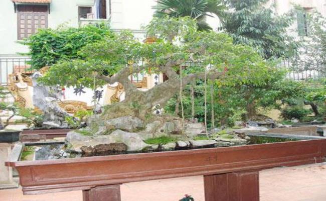 Cây sanh có dáng phu thê, tuổi đời khoảng hơn 100 năm này thuộc quyền sở hữu của ông Nguyễn Gia Hiền (Hà Nội). Tại Festival cây cảnh nghệ thuật năm 2006, cây sanh này là cây cảnh duy nhất đạt giải Vàng.
