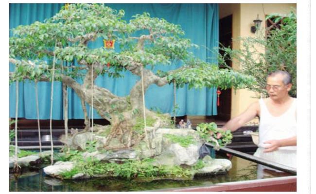 Một vị đại gia cây cảnh ở Sài thành đã trả mức giá tới hơn 400.000 USD (9,18 tỷ đồng) để mua mua cây sanh này tại Festival, tuy nhiên chủ cây vẫn không “gật đầu”.
