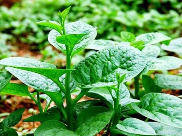 Thị trường - Tiêu dùng - Những loại rau mọc nhanh, dễ trồng tại nhà mùa giãn cách mà giá hạt giống "rẻ như cho"