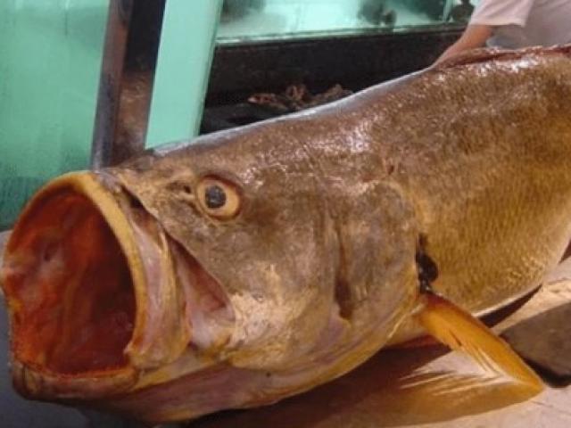 Thị trường - Tiêu dùng - Thành triệu phú sau 1 đêm nhờ bắt được thứ này