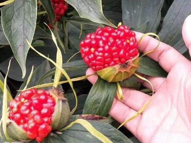 Thị trường - Tiêu dùng - Loại hạt Việt Nam có đầy, nước ngoài bán giá hơn 8 triệu/kg