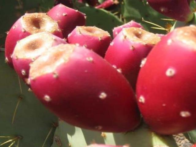 Thị trường - Tiêu dùng - Quả ở Việt Nam ăn không mất tiền, ở nước ngoài bán giá ngất ngưởng