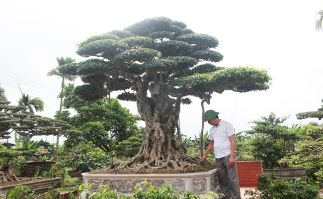 Khi điểm danh những loại cây cảnh đắt đỏ ở Việt Nam, chắc chắn không thể bỏ qua cây sanh quý hiếm trên trăm tuổi, được định giá khoảng 1,5 tỷ đồng này của đại gia Nguyễn Thanh Công (Đồng Tháp).
