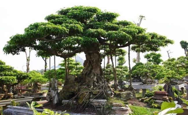  Cây sanh đại thụ có tên “Trực quân tử” này là một trong những loại cây cảnh quý có tuổi đời hàng trăm năm, nó thuộc sở hữu của gia đình anh Phạm Hải Anh (Nam Định).
