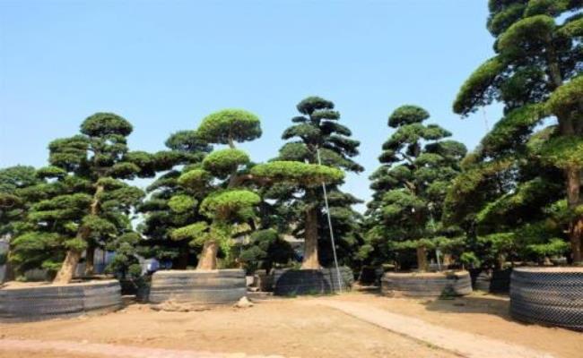 Cây tùng cổ có nguồn gốc từ Nhật Bản này thuộc sở hữu của đại gia Bê Trầm. Đây cũng là “siêu cây cảnh” nổi tiếng quý hiếm và đắt đỏ ở Việt Nam.
