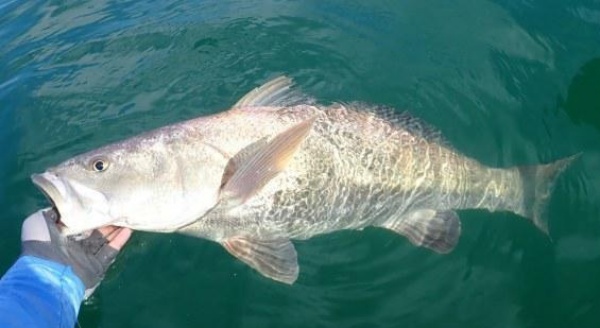 Thành triệu phú sau 1 đêm nhờ bắt được thứ này - 2