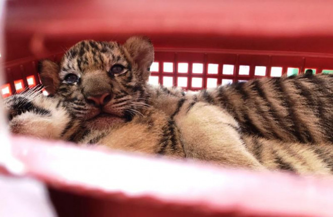 Chú hổ con đựoc bàn giao cho trung tâm Cứu hộ và bảo tồn động vật hoang dã, Vườn quốc gia Pù Mát để tiếp tục chăm sóc, nuôi dưỡng. Ảnh: CA