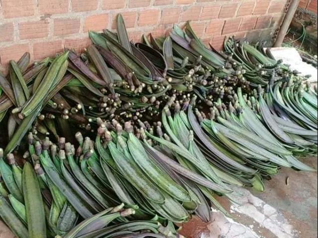 Thị trường - Tiêu dùng - Loại quả xưa ăn "chống đói" nay thành đặc sản đắt hàng, 90% người Việt không biết tên