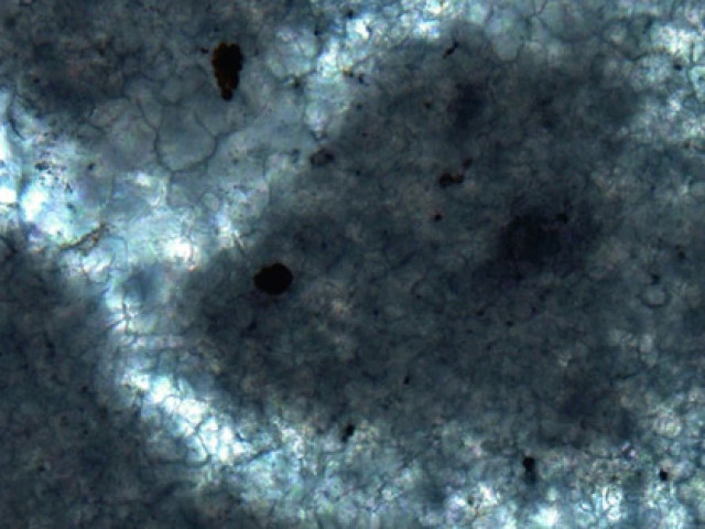 Thế giới - Phát hiện cơ thể nguyên vẹn 890 triệu tuổi của "thủy tổ" chúng ta