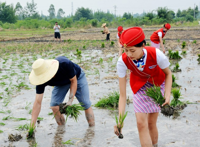 Một học viện hàng không đã cho các nữ tiếp viên thực hành cấy lúa ở Thành Đô, tỉnh Tứ Xuyên, Trung Quốc.
