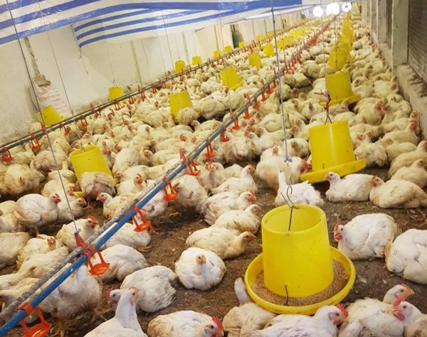 Giá gà công nghiệp giảm sâu, trong đó gà trắng chỉ còn 6.000 - 7.000 đồng/kg.