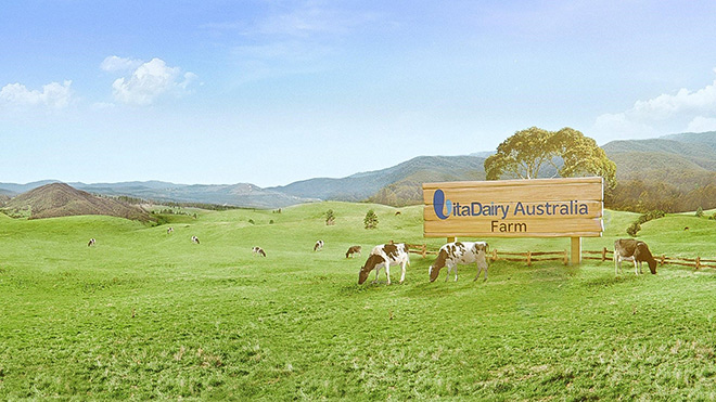 Những đàn bò được chăn thả tự nhiên trên những đồng cỏ tươi tốt tại Tasmania