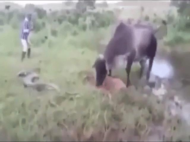 Phi thường - kỳ quặc - Video: Con non bị trăn Anaconda siết chết, bò mẹ nổi điên, tung đòn tấn công đối thủ để trả thù