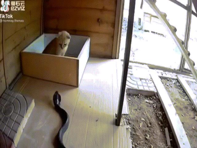 Phi thường - kỳ quặc - Video: Đột nhập "hang ổ" của mèo, rắn hổ mang đất nhận cái kết ra sao?