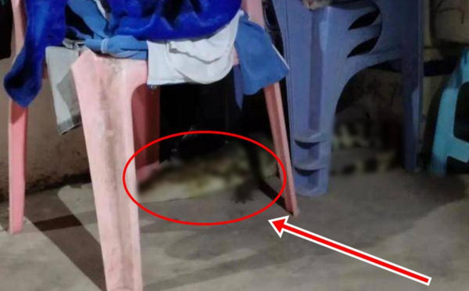 Người phụ nữ hoảng hồn khi phát hiện con cá sấu nằm dưới gầm ghế trong nhà. 