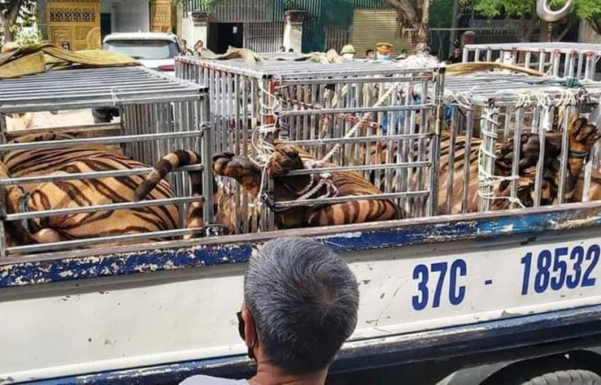 Tang vật hổ được xe tải chở đi&nbsp;tới Khu sinh thái Mường Thanh Diễn Lâm gửi, chăm sóc.&nbsp;