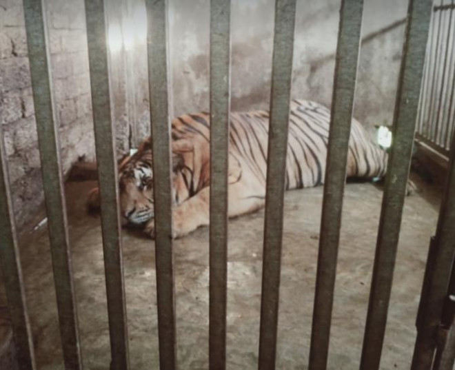 Con hổ nặng hàng trăm kg nuôi nhốt ngay trong nhà dân.