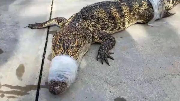 Con cá sấu rất may đã bị khống chế và đưa đi.