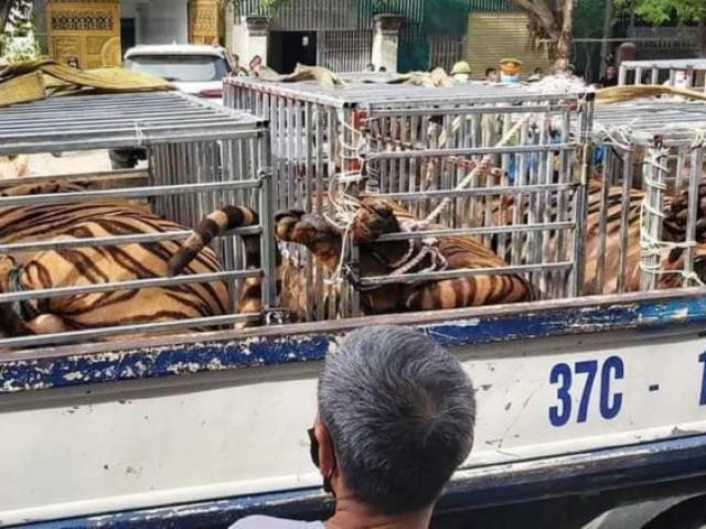 Pháp luật - Cảnh sát thu giữ 17 con hổ trong nhà dân ở Nghệ An