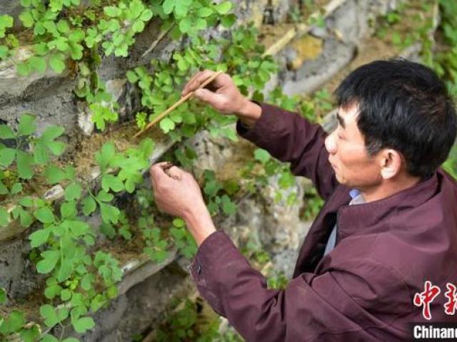 Thị trường - Tiêu dùng - Trồng thuốc đắng trên vách đá, lão nông hốt tiền triệu/kg