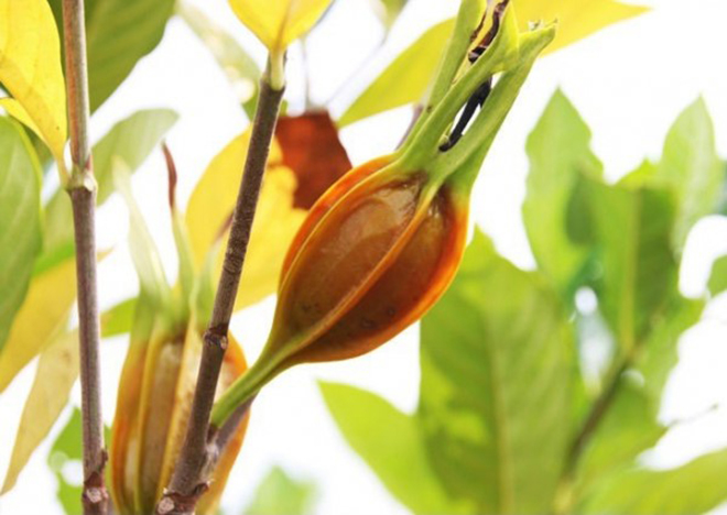 Dành dành rất tốt với người bị bệnh suy thận