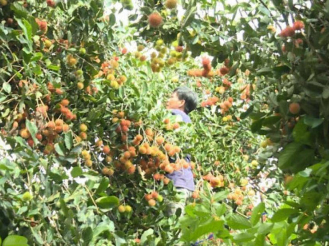 Thị trường - Tiêu dùng - Nông dân miền Tây "khóc ròng" mùa dịch vì...mỗi ngày bỏ thối cả tấn rau quả