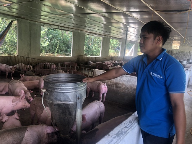 Anh Bùi Văn An cho biết có thu nhập tiền tỷ mỗi năm sau khi chuyển hướng sang nuôi lợn