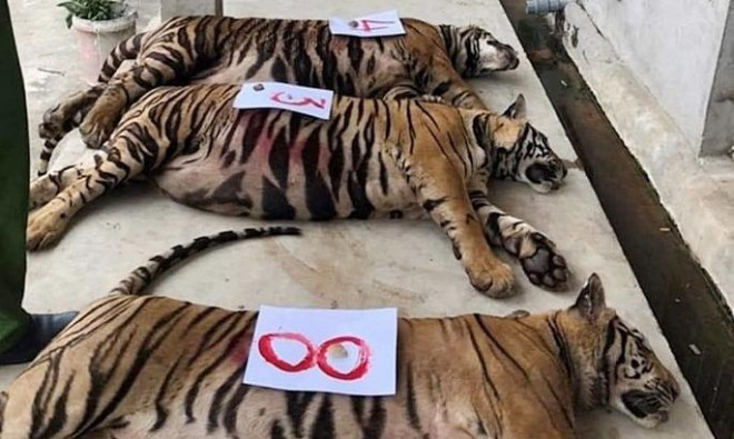 8 con hổ bị chết sau giải cứu ở Nghệ An: Xử lý tang vật thế nào? - 1