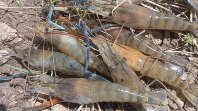Tôm càng xanh nông dân nhờ giải cứu giá chỉ trên 100.000 đồng/kg. Ảnh: Hoàng Nghiệp