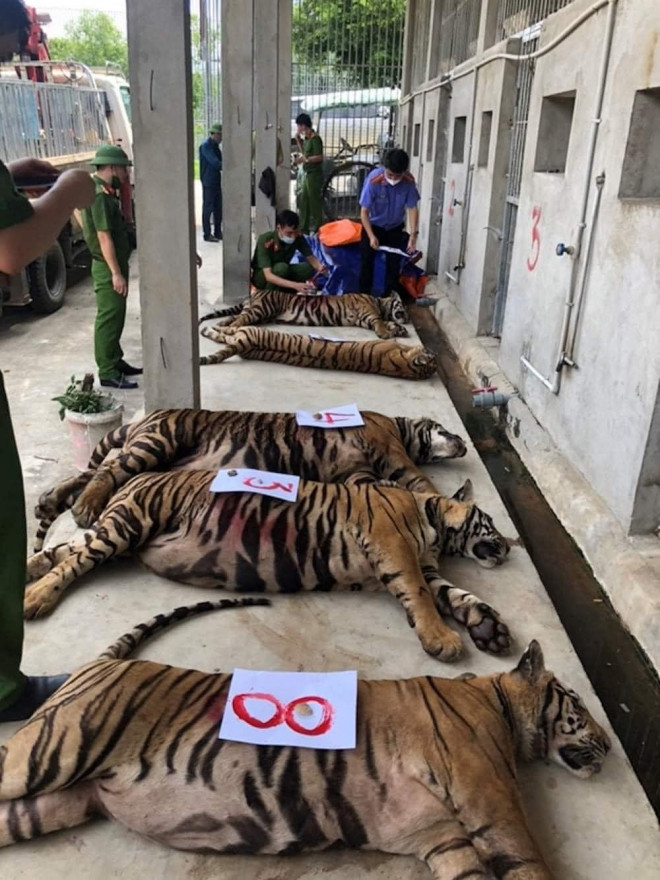 Cơ quan công an thu giữ các con hổ lớn