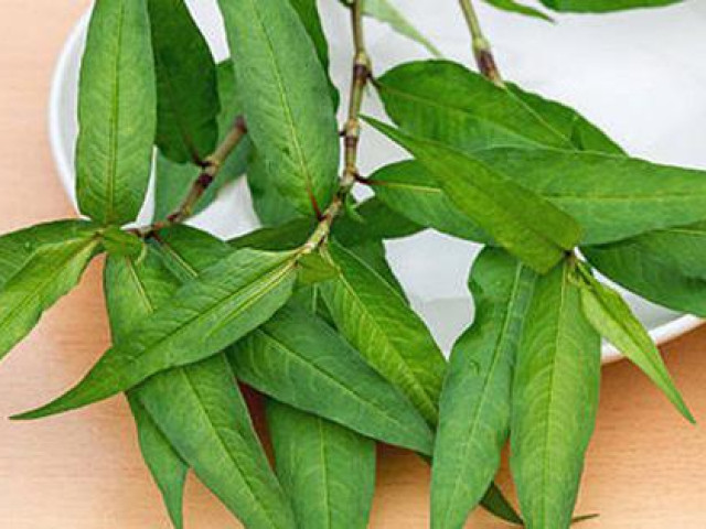 Thị trường - Tiêu dùng - Rau răm ở Việt Nam 2.000 đồng/mớ, sang nước ngoài 250.000 đồng/mớ, còn phải chờ 6 - 10 ngày mới đến lượt mua