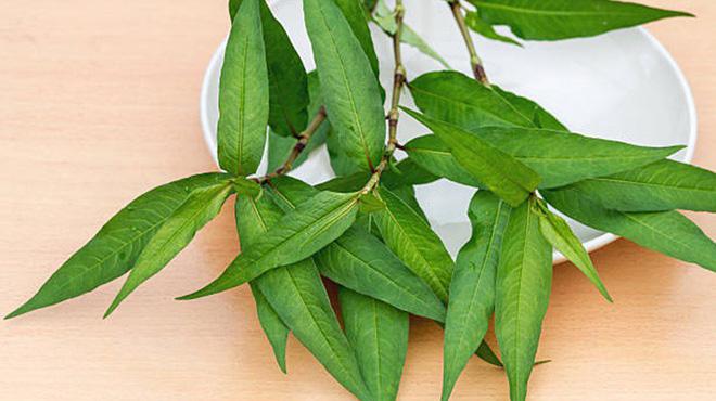 Rau răm (hay còn gọi là thủy liễu) có vị cay, tính ấm, không có độc, có tác dụng chữa đau bụng lạnh, các vết thương do rắn cắn, chữa tràng ghẻ, cước khí (sưng chân – mùa đông chân tay hay bị cước), hắc lào, trĩ, nôn, sốt...