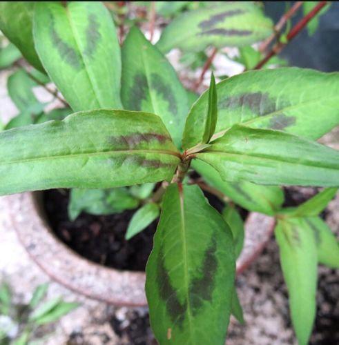 Ở trên Amazon, 3 cây rau răm và 3 cây rau diếp cá trồng trong một chiếc chậu nhỏ cũng có giá lên tới 69 USD (xấp xỉ 1.700.000 đồng).