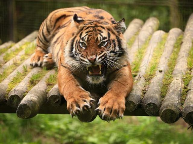 Thế giới - Chile: Bị hổ tung đòn cắn vào cổ, cô gái tử vong ngay lập tức