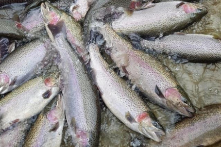 Cá hồi Sa Pa rớt giá thảm, rẻ chưa từng có, nông dân càng nuôi càng lỗ