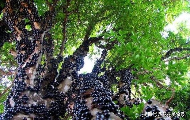 Quả được mệnh danh “trân châu đen”, ở Việt Nam bán cây giống giá cực cao - 3