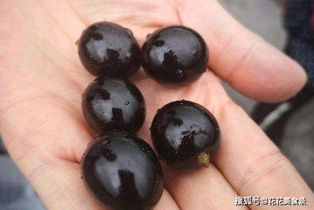 Quả được mệnh danh “trân châu đen”, ở Việt Nam bán cây giống giá cực cao - 4
