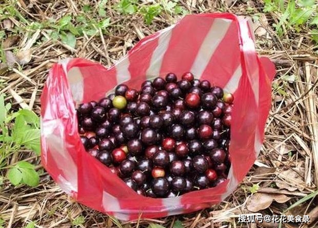 Quả được mệnh danh “trân châu đen”, ở Việt Nam bán cây giống giá cực cao - 1