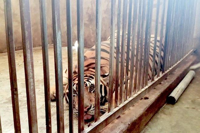 Các con hổ lớn nuôi nhốt trong nhà dân tại xã Đô Thành
