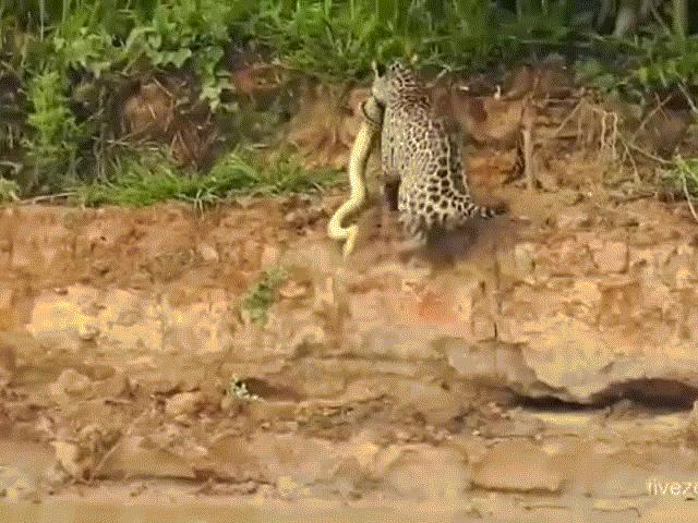 Phi thường - kỳ quặc - Video: Chạm trán "tử thần vùng Amazon", trăn Anaconda chết thảm