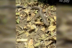 Phi thường - kỳ quặc - Video: Gà mẹ liều chết, mổ liên tiếp vào rắn hổ mang để bảo vệ trứng, ai là kẻ chiến thắng?