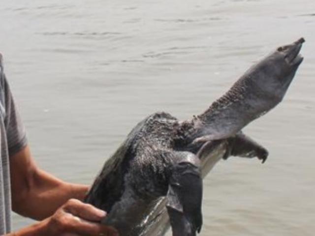 Thị trường - Tiêu dùng - Loài nhìn như "thuỷ quái", ở Việt Nam nuôi nhàn mà bán tiền triệu/con