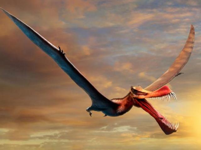 Thế giới - Loài “rồng” bay sải cánh 7 mét từng thống trị bầu trời nước Úc