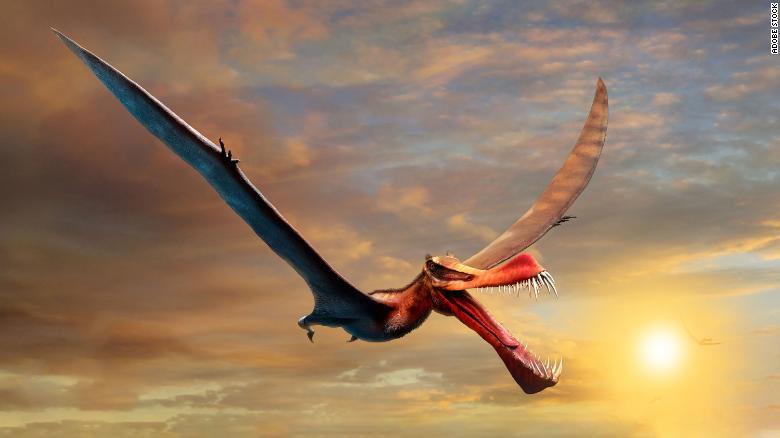Minh họa loài "rồng" bay từng thống trị bầu trời nước Úc.