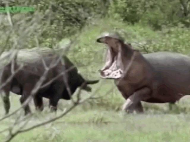 Media - Cố tình chọc giận hà mã, trâu rừng suýt bị ngoạm trúng đầu