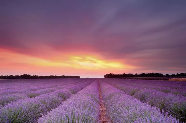 Cánh đồng hoa oải hương của Pháp: Những cánh đồng hoa rực rỡ ở Provence, Pháp không chỉ đẹp mà chúng còn tỏa ra hương thơm nồng nàn và khung cảnh tuyệt vời này khiến du khách như đi lạc vào chốn thần tiên. 

