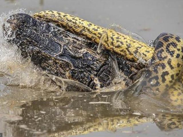 Media - Trận huyết chiến giữa hai "kỳ phùng địch thủ" trăn Anaconda và cá sấu