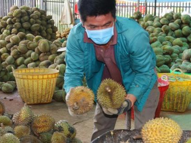 Thị trường - Tiêu dùng - Sốc: Sầu riêng rớt giá còn 8.000 đồng/kg