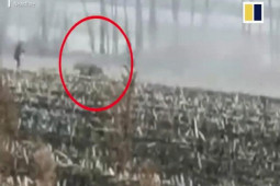 Thế giới - TQ: Hổ dữ 200 kg từng vào làng vồ người, xé kính ô tô, lại mò về gần thị trấn 4 vạn dân